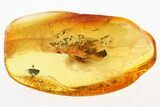 Detailed Fossil Froghopper (Cercopoidea) In Baltic Amber #343410-1